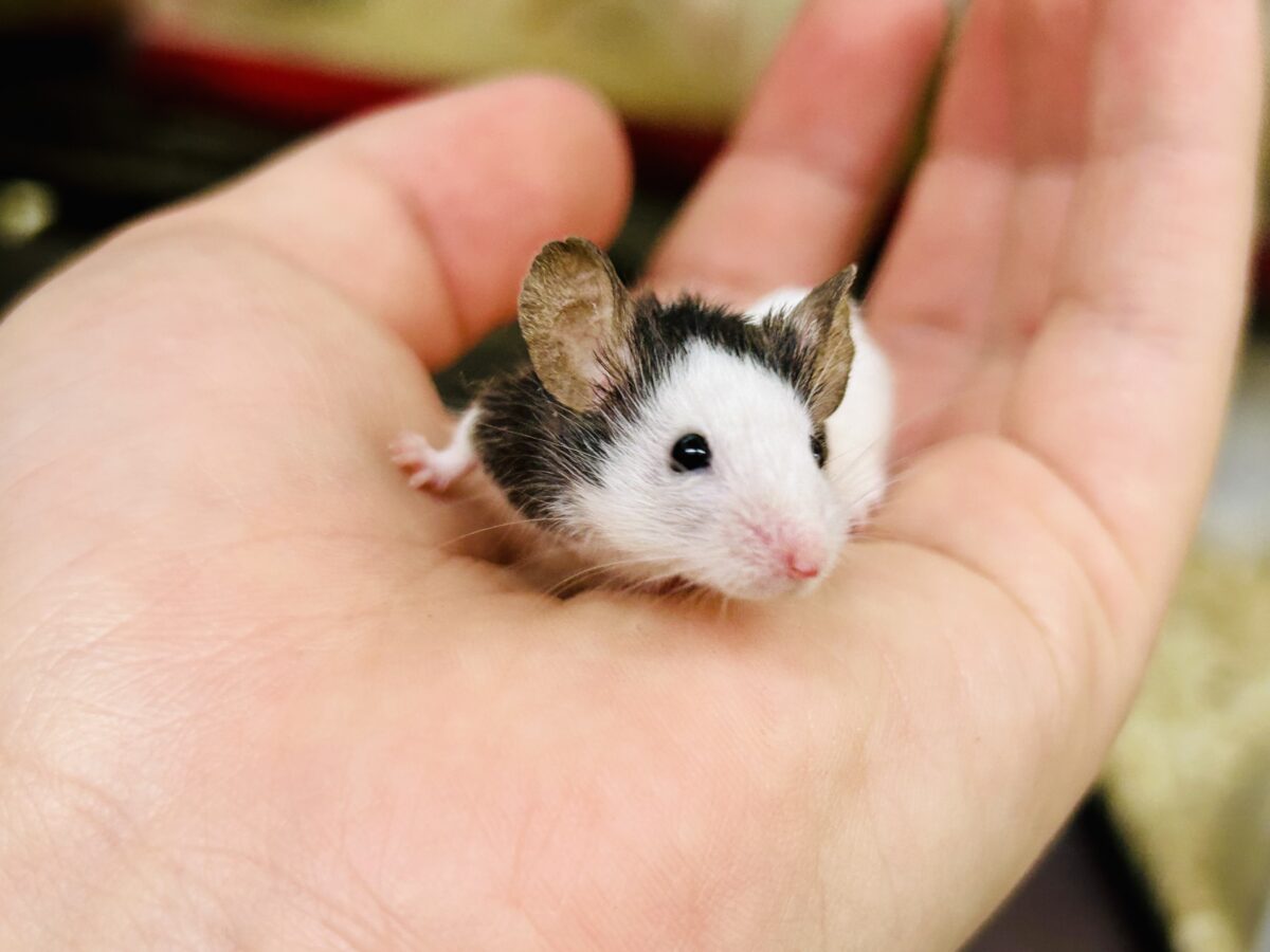 パンダマウス