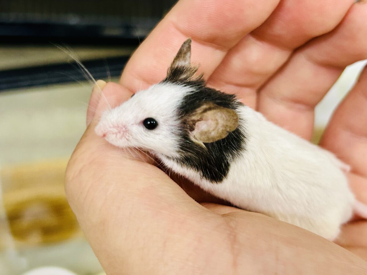 パンダマウス