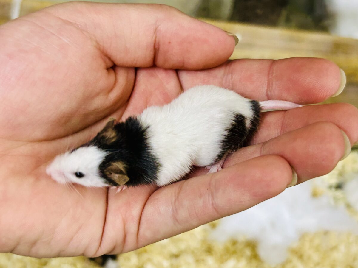 日本では見れなくなったパンダを飼うチャンス?? パンダマウス パンダマウス