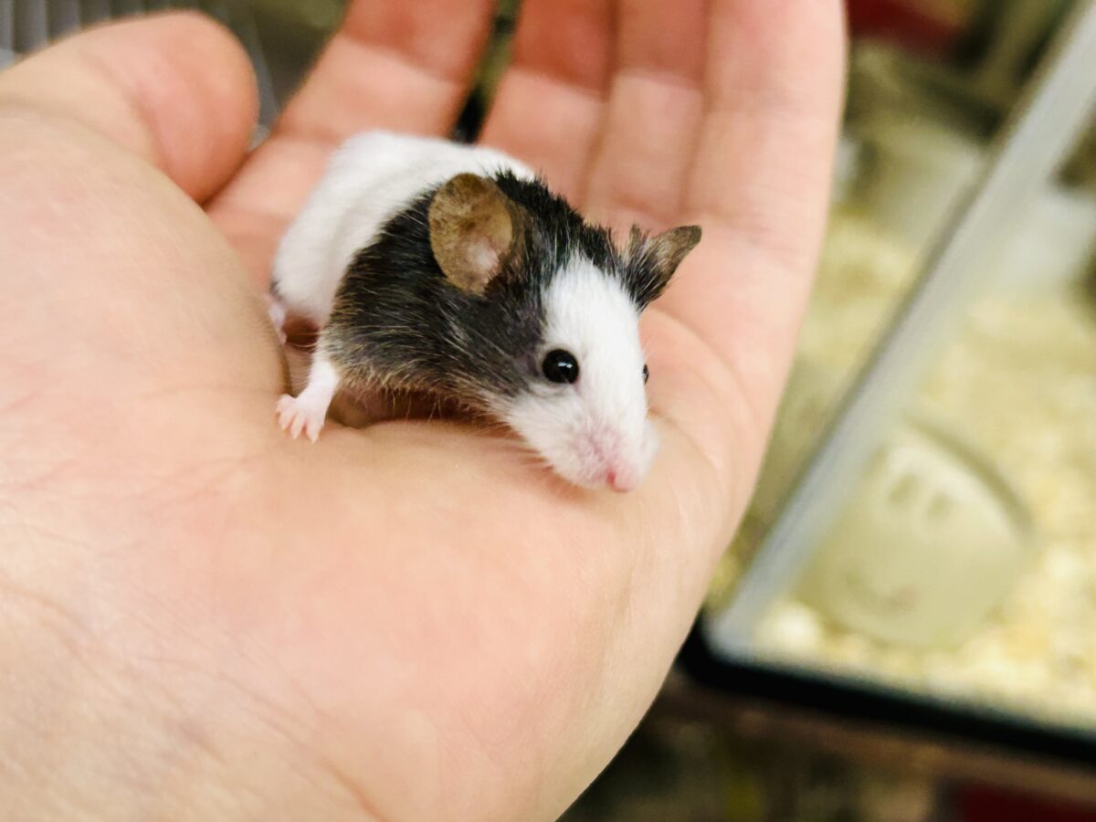 パンダマウス