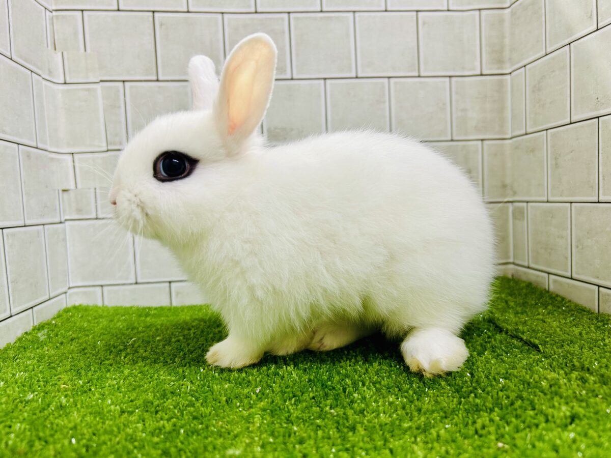 ドワーフホト