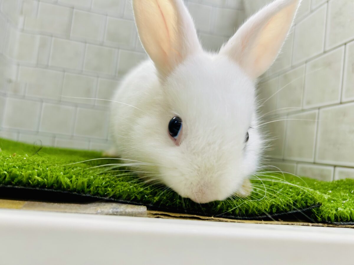 ドワーフホト