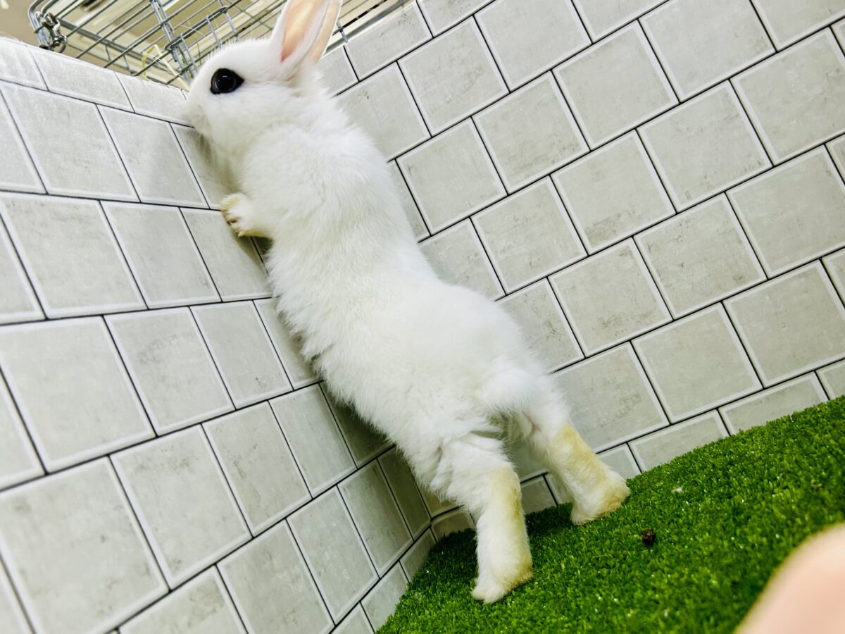 ドワーフホト
