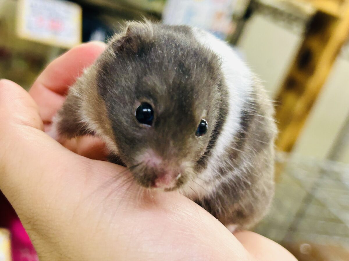 ビックになっていくぞ~ ゴールデンハムスターズ ゴールデンハムスター系