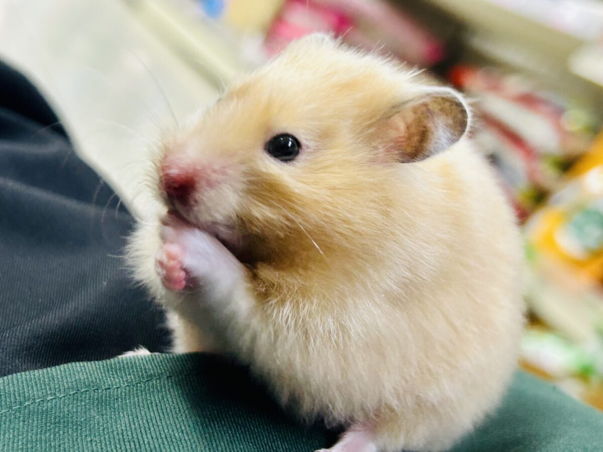 ビックになっていくぞ~ ゴールデンハムスターズ ゴールデンハムスター系