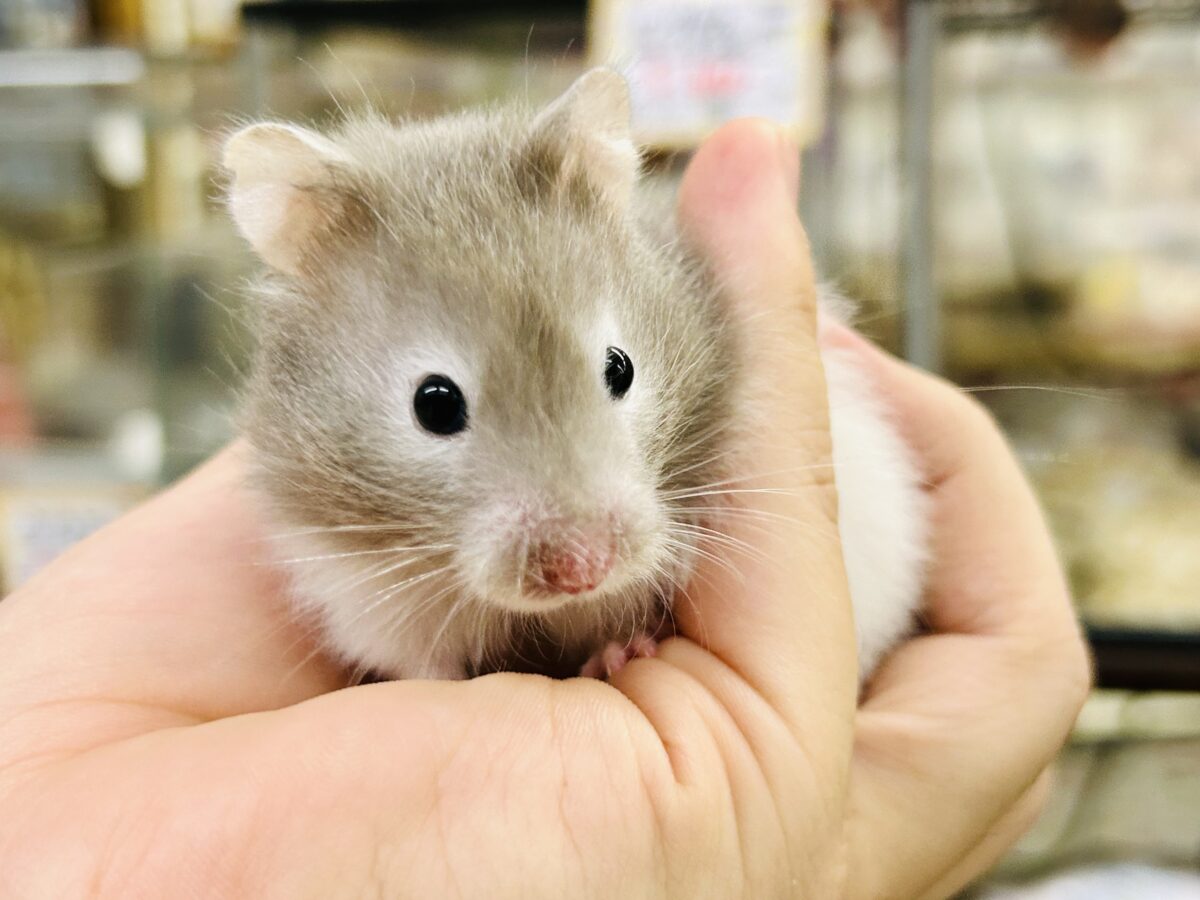 ビックになっていくぞ~ ゴールデンハムスターズ ゴールデンハムスター系