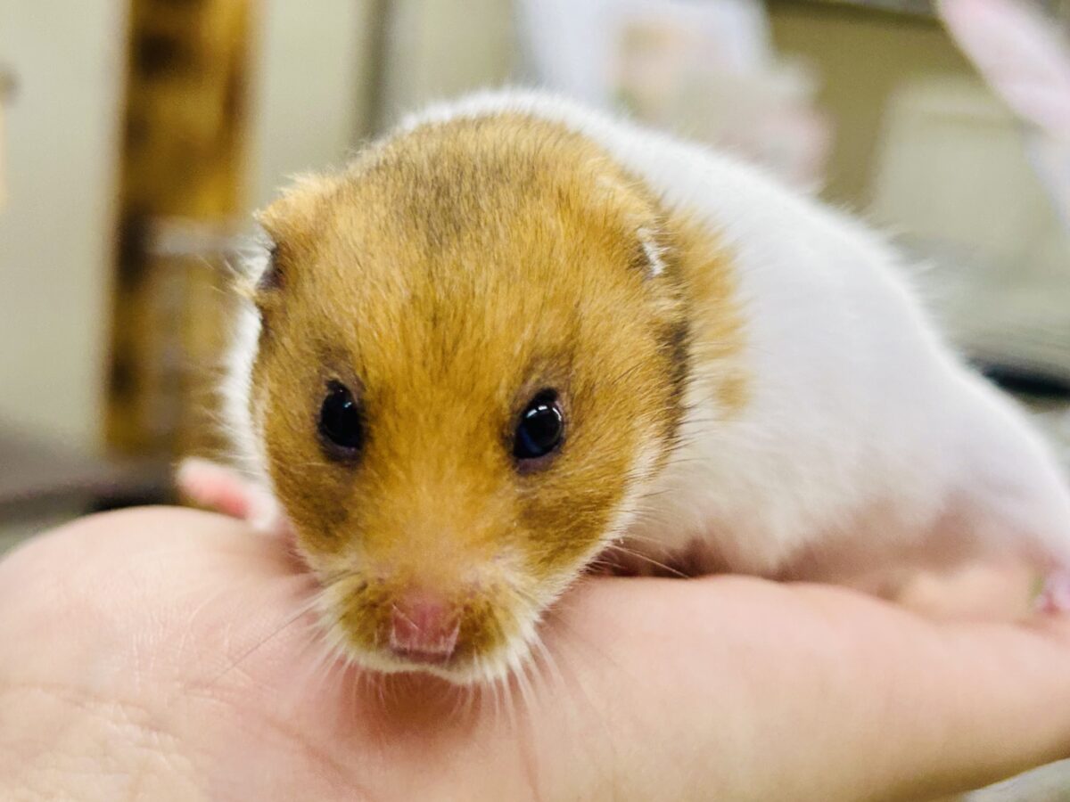 ビックになっていくぞ~ ゴールデンハムスターズ ゴールデンハムスター系