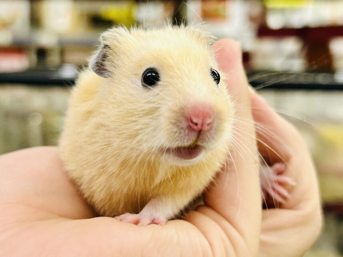 ビックになっていくぞ~ ゴールデンハムスターズ ゴールデンハムスター系