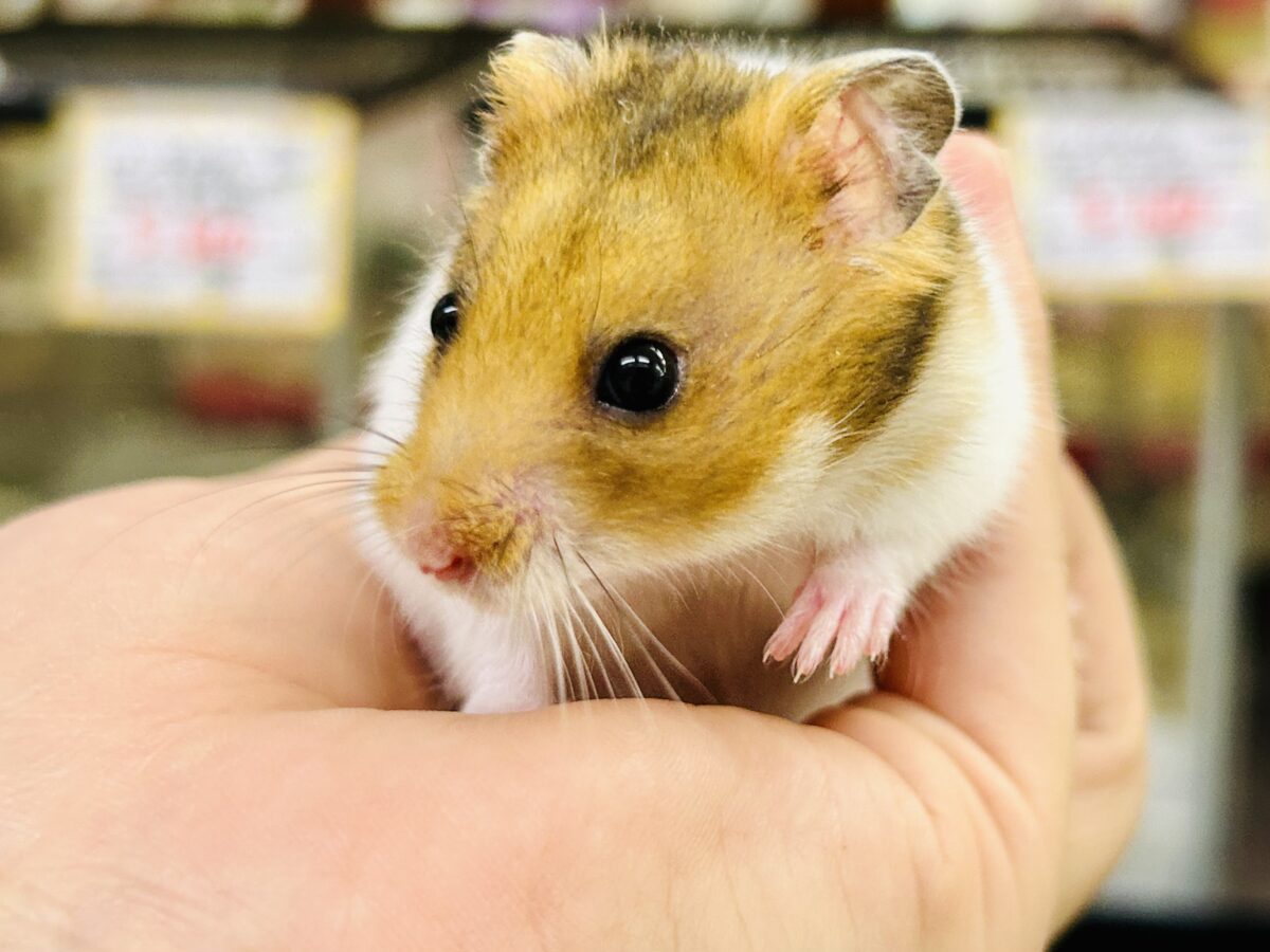 ビックになっていくぞ~ ゴールデンハムスターズ ゴールデンハムスター系