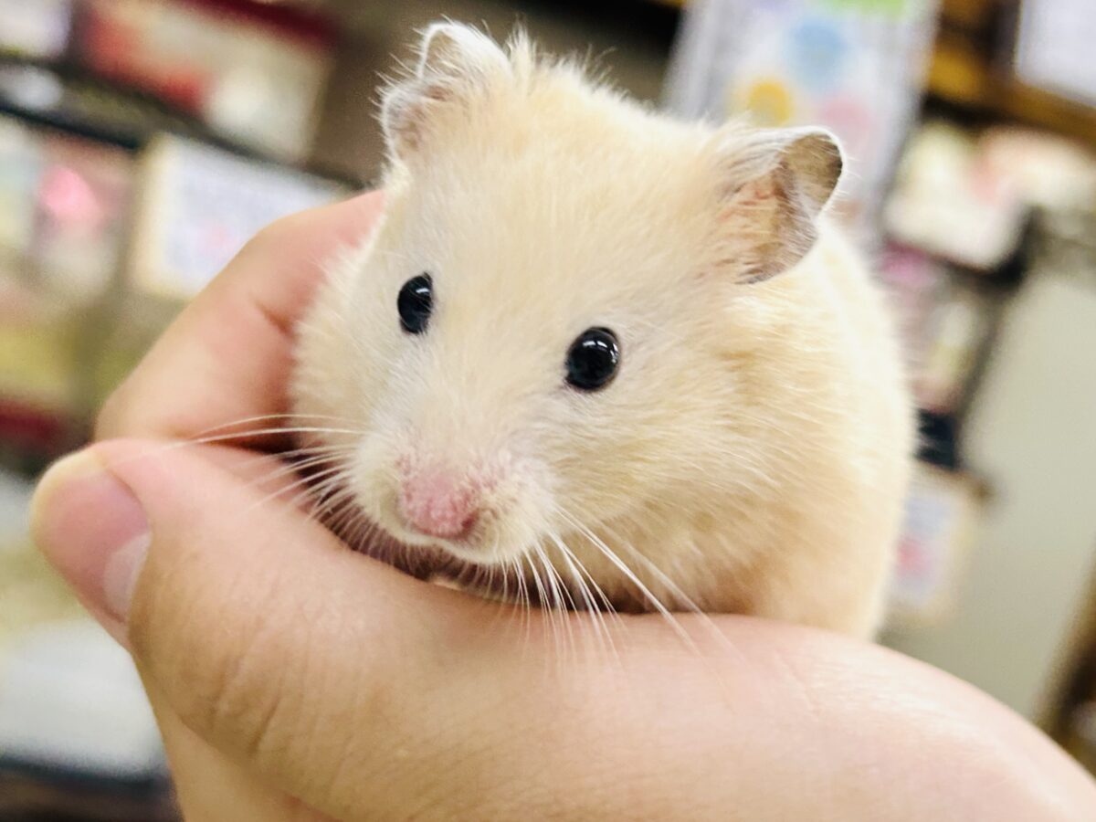 ビックになっていくぞ~ ゴールデンハムスターズ ゴールデンハムスター系