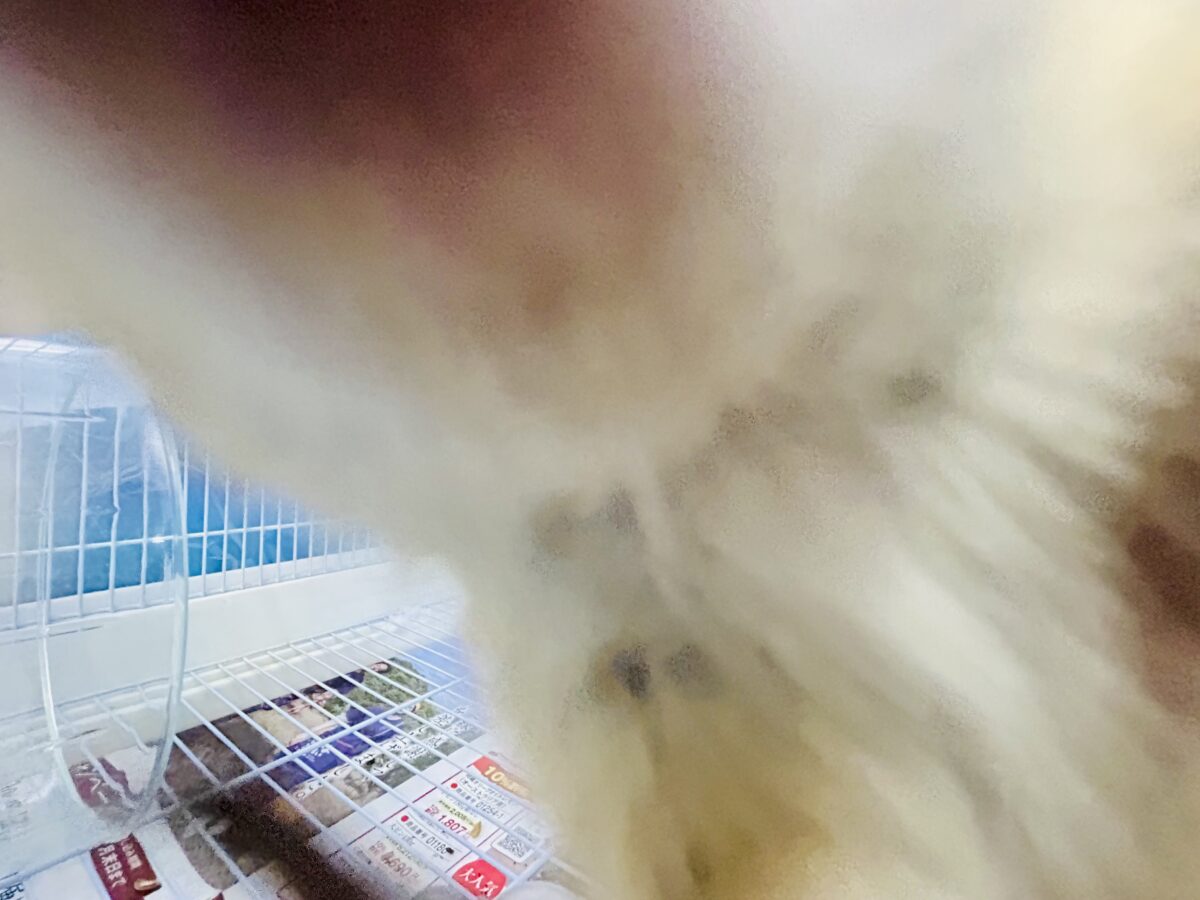 シマリス（ノーマル）
