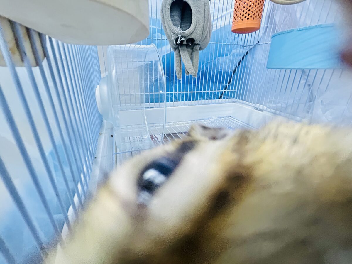 シマリス（ノーマル）