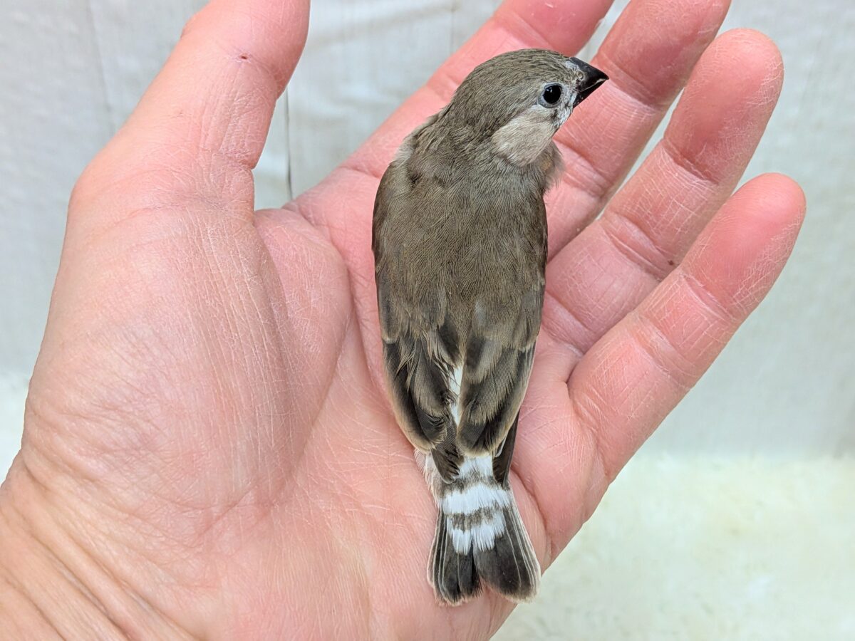 目力強めです!キンカ鳥ヒナさん 錦花鳥(キンカチョウ)