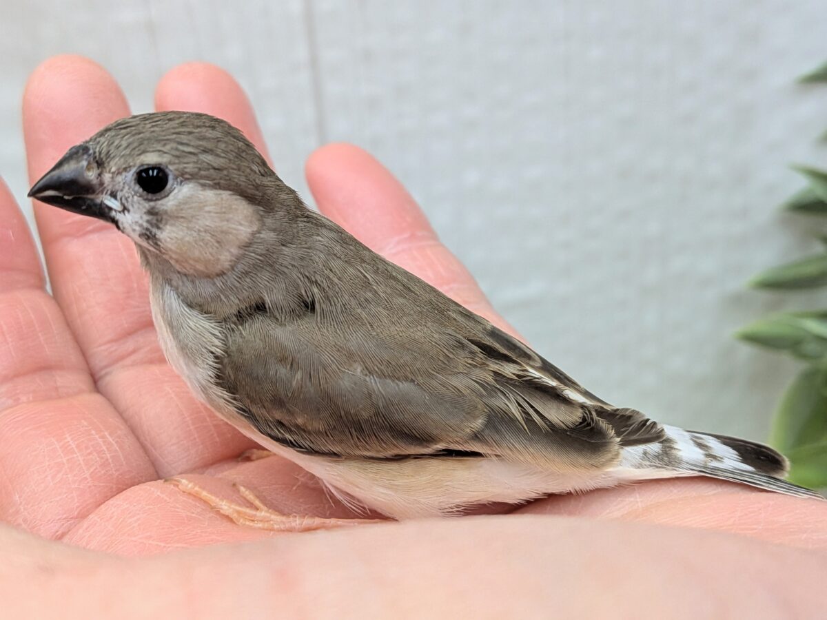 目力強めです!キンカ鳥ヒナさん 錦花鳥(キンカチョウ)
