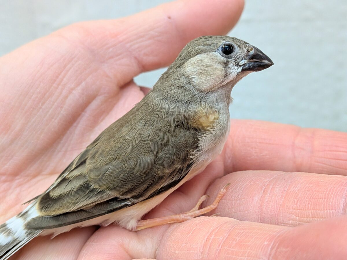 目力強めです!キンカ鳥ヒナさん 錦花鳥(キンカチョウ)