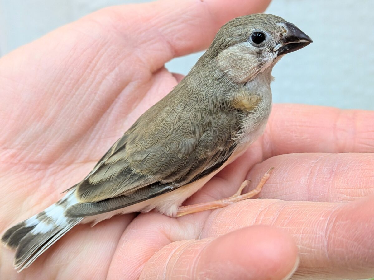 目力強めです!キンカ鳥ヒナさん 錦花鳥(キンカチョウ)