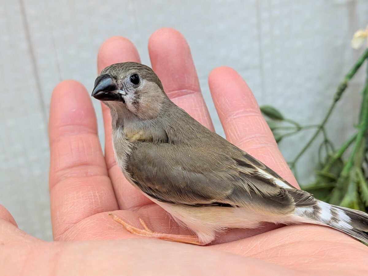 目力強めです!キンカ鳥ヒナさん 錦花鳥(キンカチョウ)