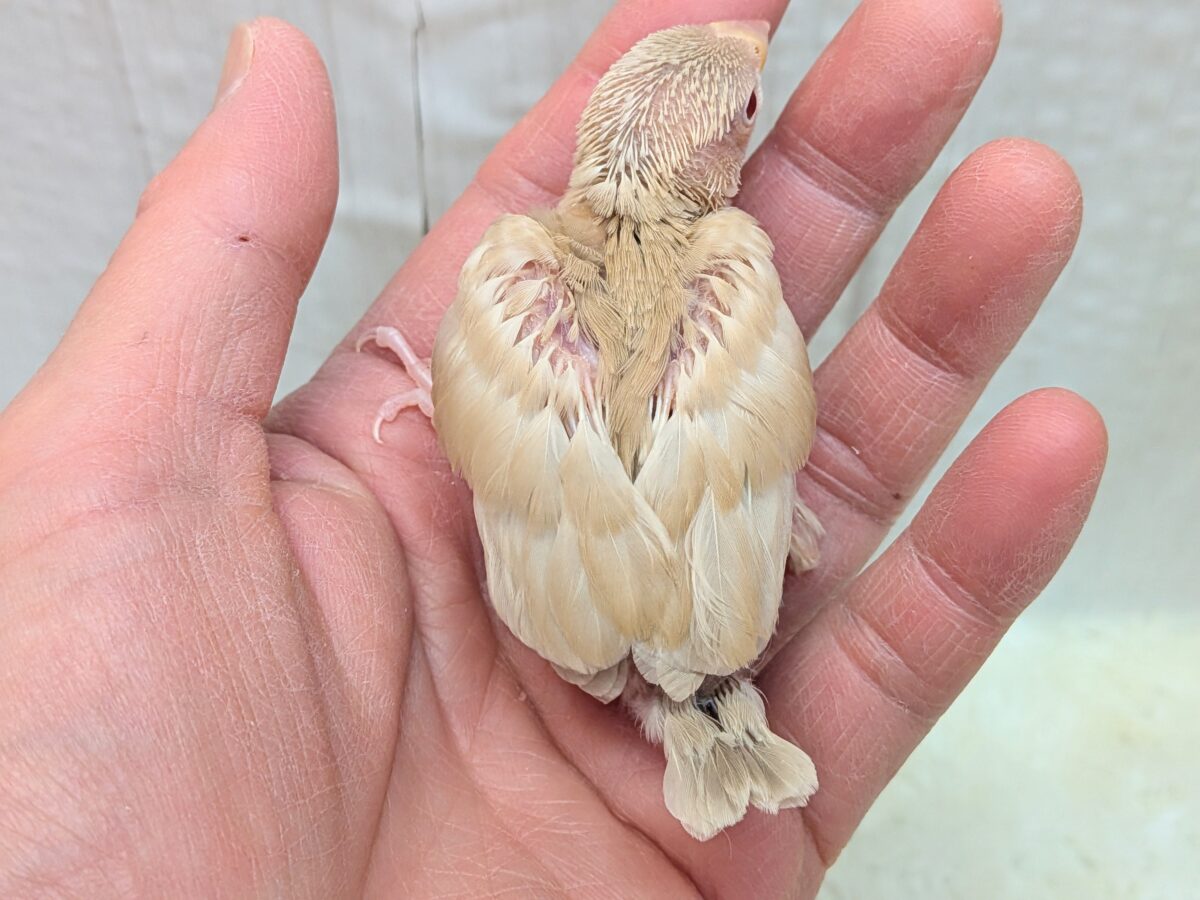 淡めベージュに優しめルビーアイ✨シナモン文鳥ヒナさん シナモン文鳥