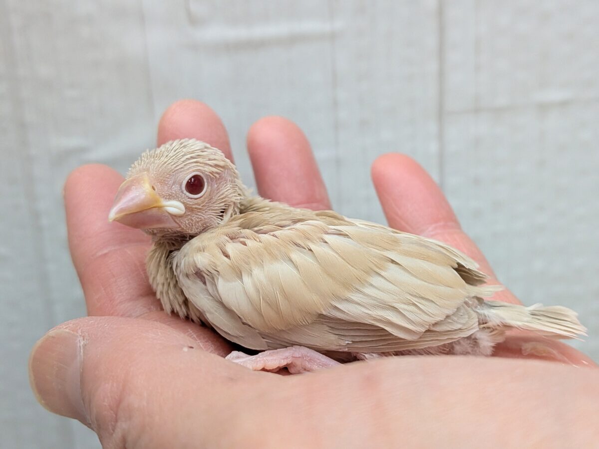 淡めベージュに優しめルビーアイ✨シナモン文鳥ヒナさん シナモン文鳥
