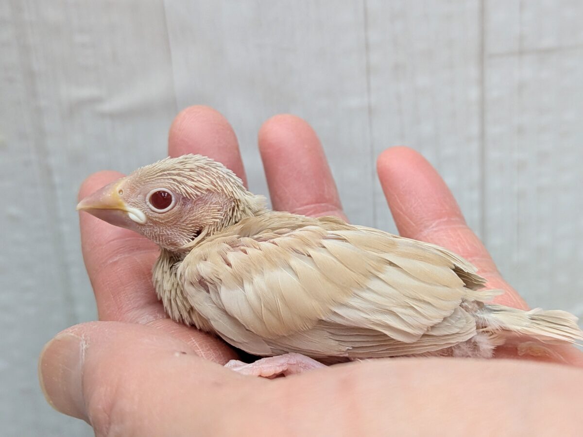 淡めベージュに優しめルビーアイ✨シナモン文鳥ヒナさん シナモン文鳥
