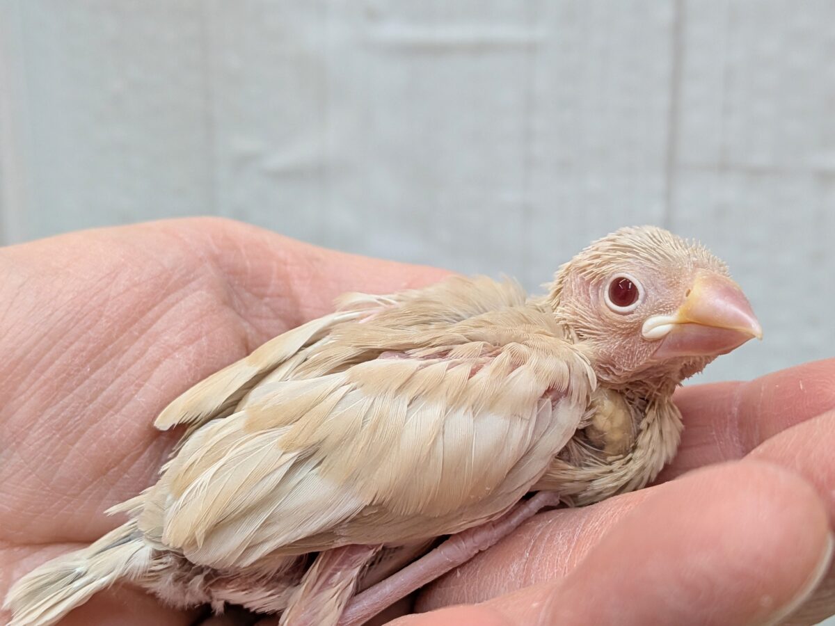 淡めベージュに優しめルビーアイ✨シナモン文鳥ヒナさん シナモン文鳥