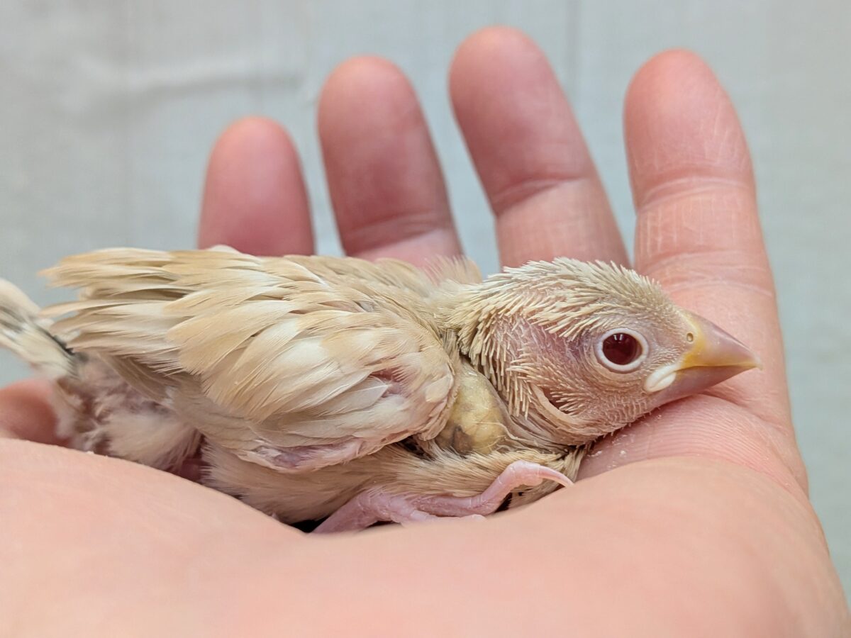 淡めベージュに優しめルビーアイ✨シナモン文鳥ヒナさん シナモン文鳥