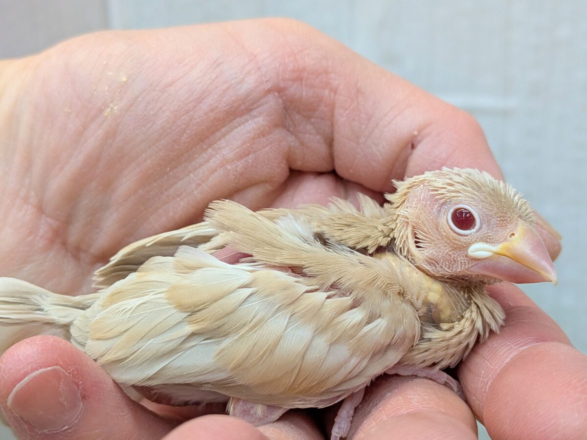 淡めベージュに優しめルビーアイ✨シナモン文鳥ヒナさん シナモン文鳥