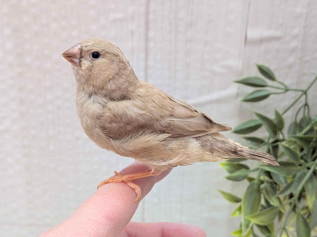 もっちり感がたまりません💖ジャンボキンカ鳥さんフォーン ジャンボキンカチョウ