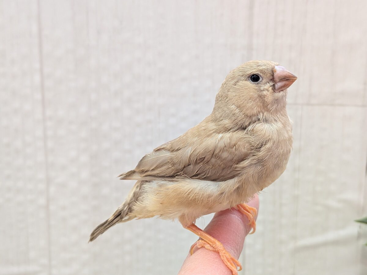 もっちり感がたまりません💖ジャンボキンカ鳥さんフォーン ジャンボキンカチョウ
