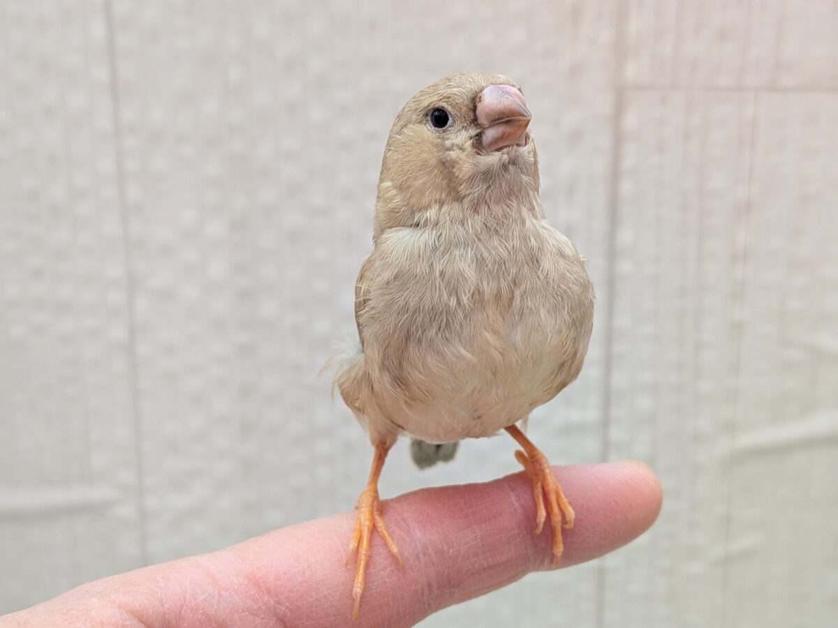 もっちり感がたまりません💖ジャンボキンカ鳥さんフォーン ジャンボキンカチョウ