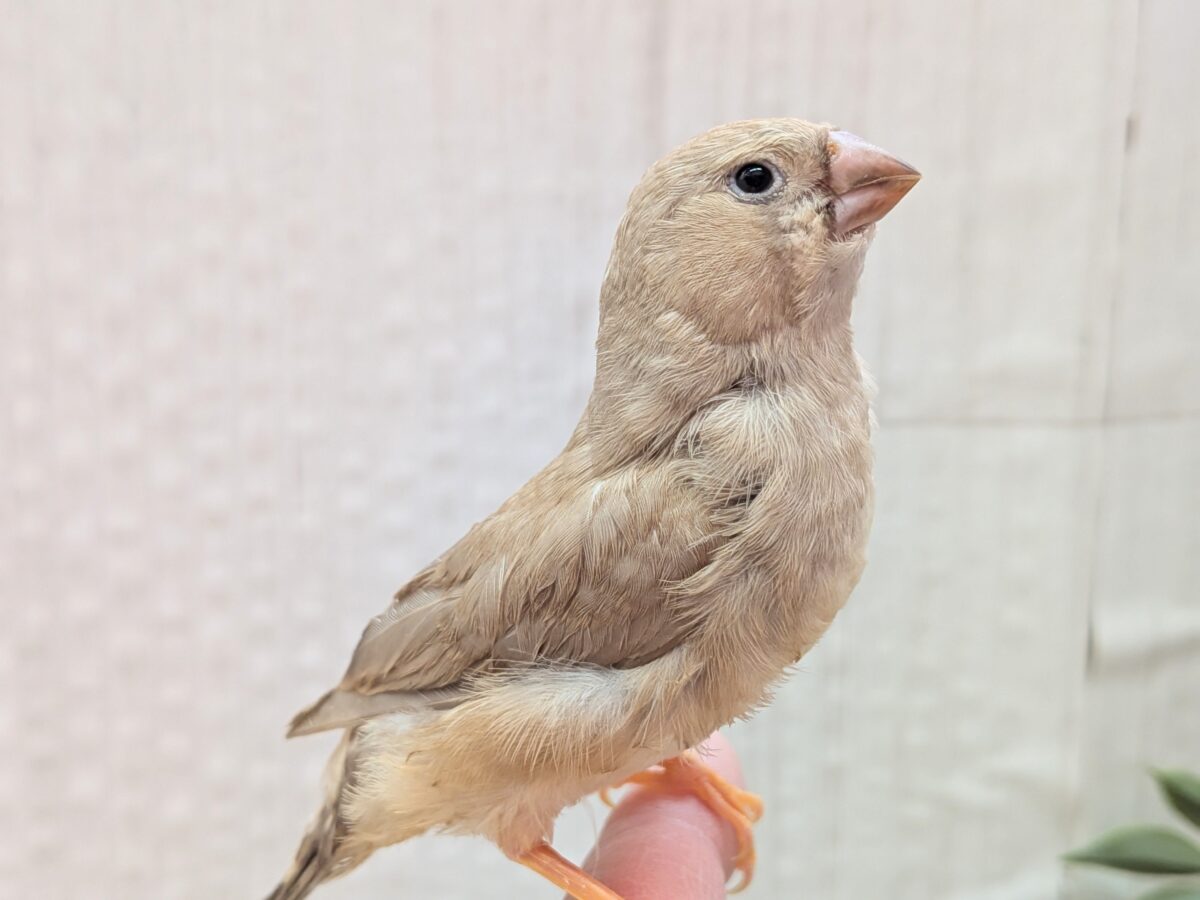 もっちり感がたまりません💖ジャンボキンカ鳥さんフォーン ジャンボキンカチョウ