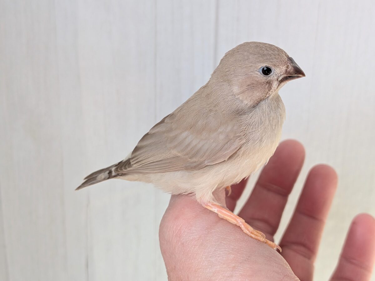 優しいベージュカラー🤎キンカ鳥ヒナさんフォーン 錦花鳥(キンカチョウ)
