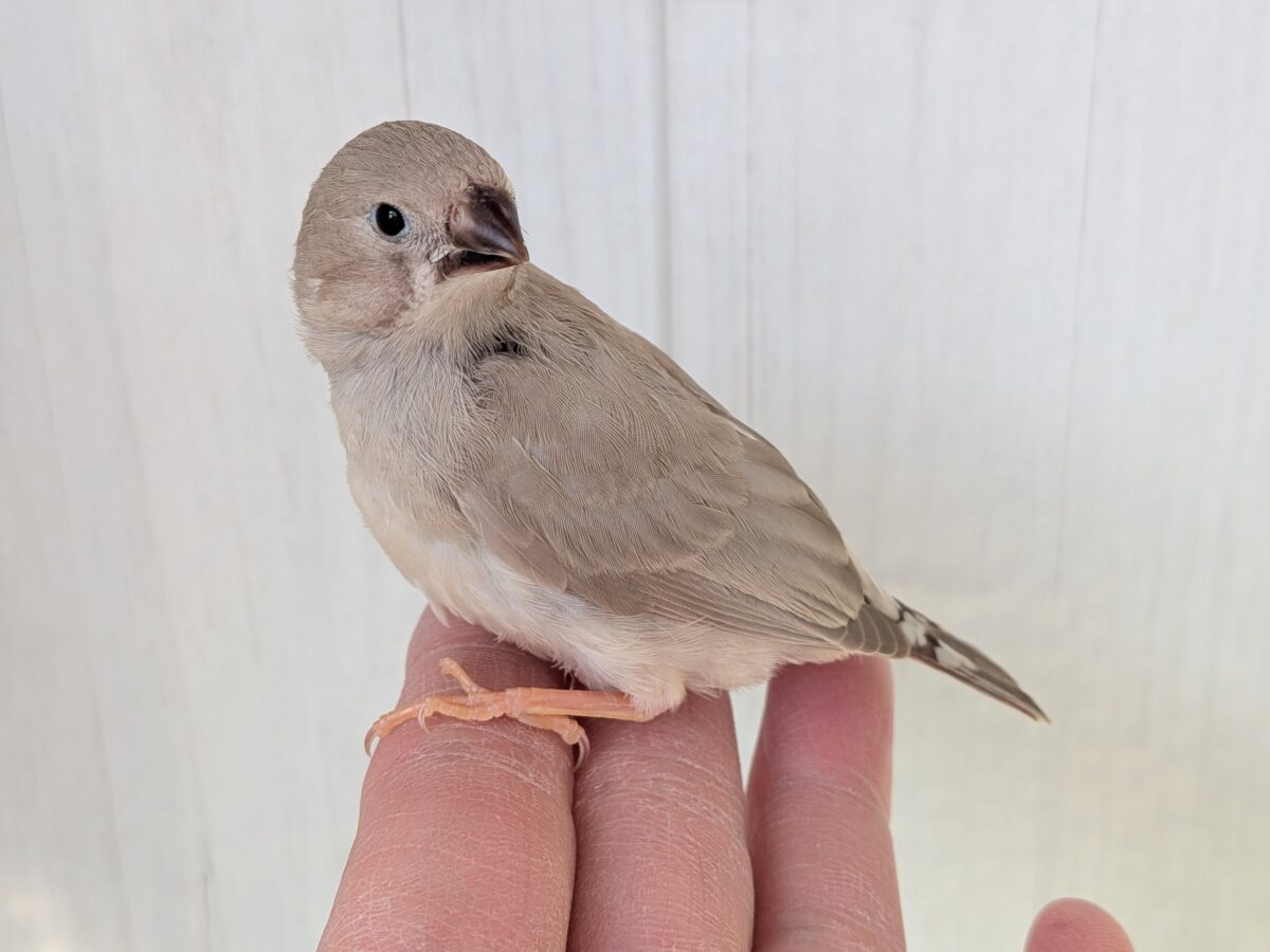 優しいベージュカラー🤎キンカ鳥ヒナさんフォーン 錦花鳥(キンカチョウ)