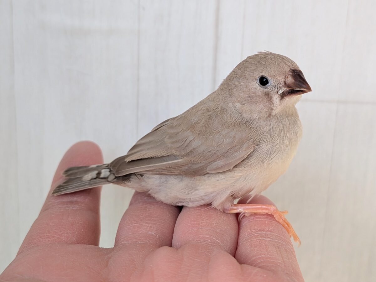 優しいベージュカラー🤎キンカ鳥ヒナさんフォーン 錦花鳥(キンカチョウ)