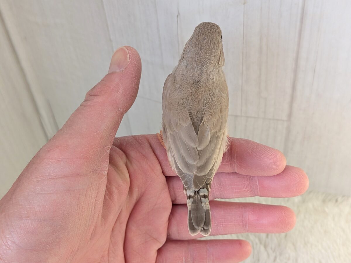 優しいベージュカラー🤎キンカ鳥ヒナさんフォーン 錦花鳥(キンカチョウ)