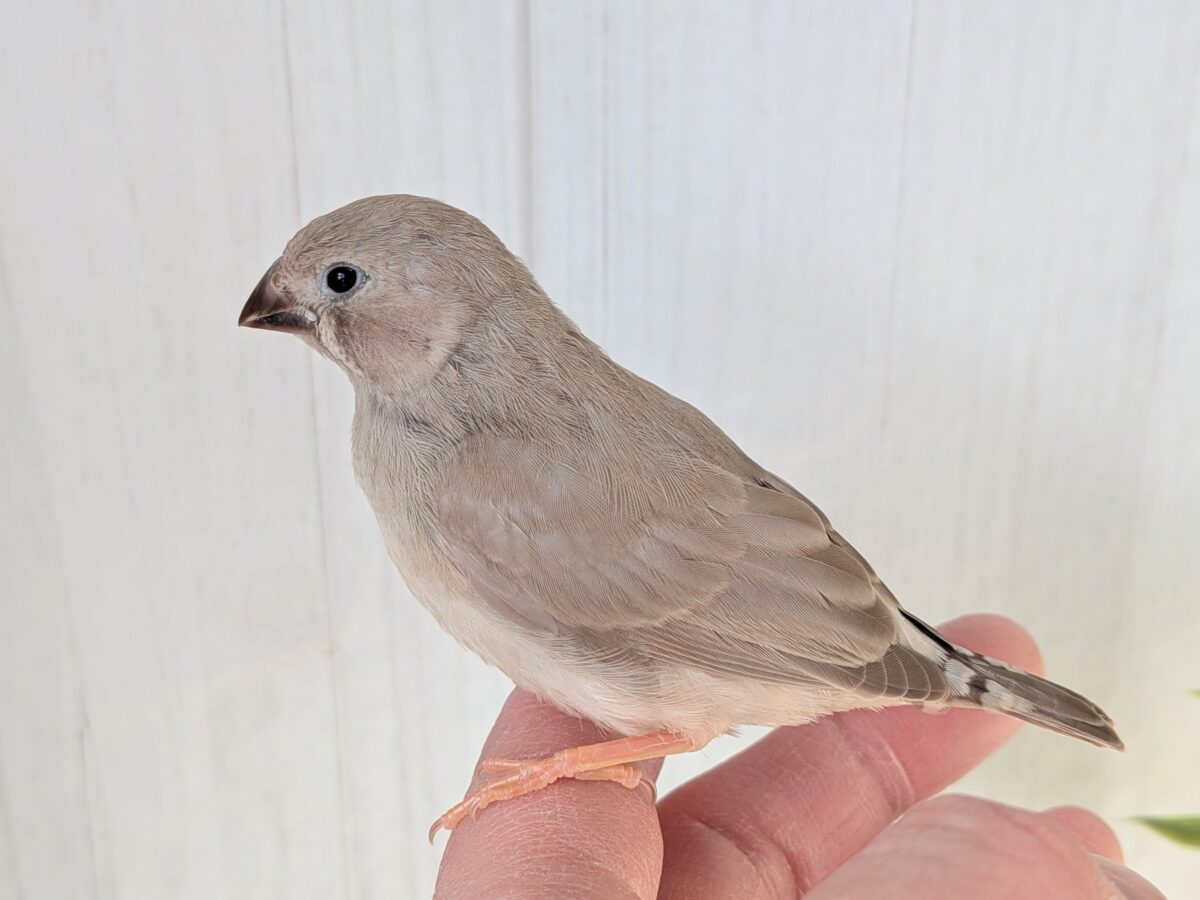 優しいベージュカラー🤎キンカ鳥ヒナさんフォーン 錦花鳥(キンカチョウ)