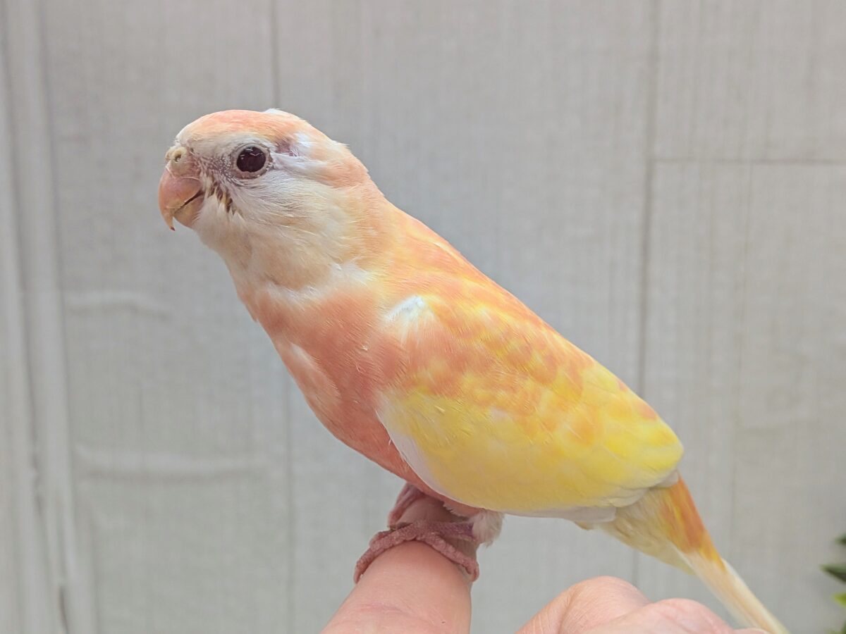 アキクサインコ（秋草インコ）