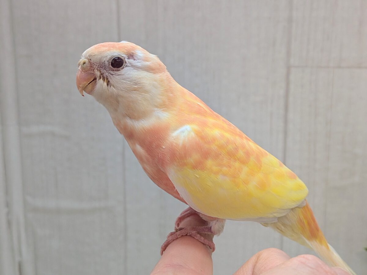 アキクサインコ（秋草インコ）