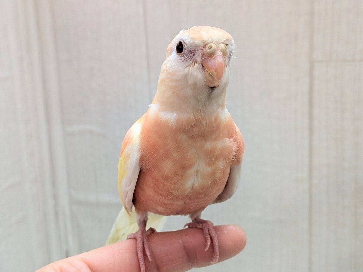 アキクサインコ（秋草インコ）