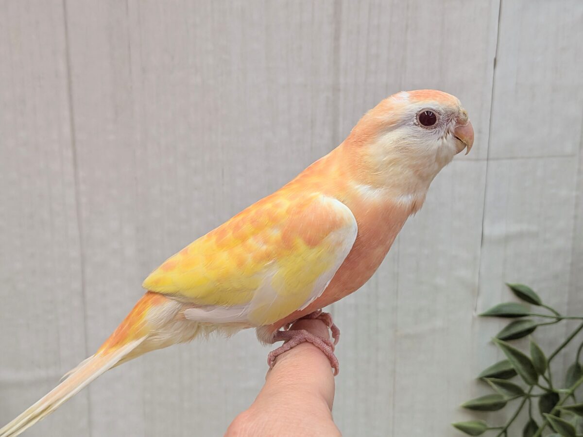 アキクサインコ（秋草インコ）
