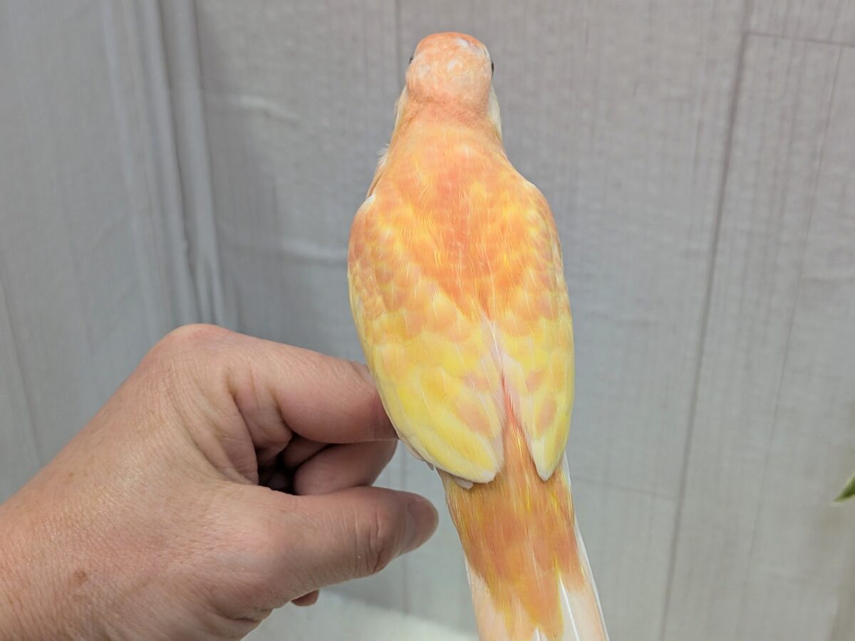 アキクサインコ（秋草インコ）
