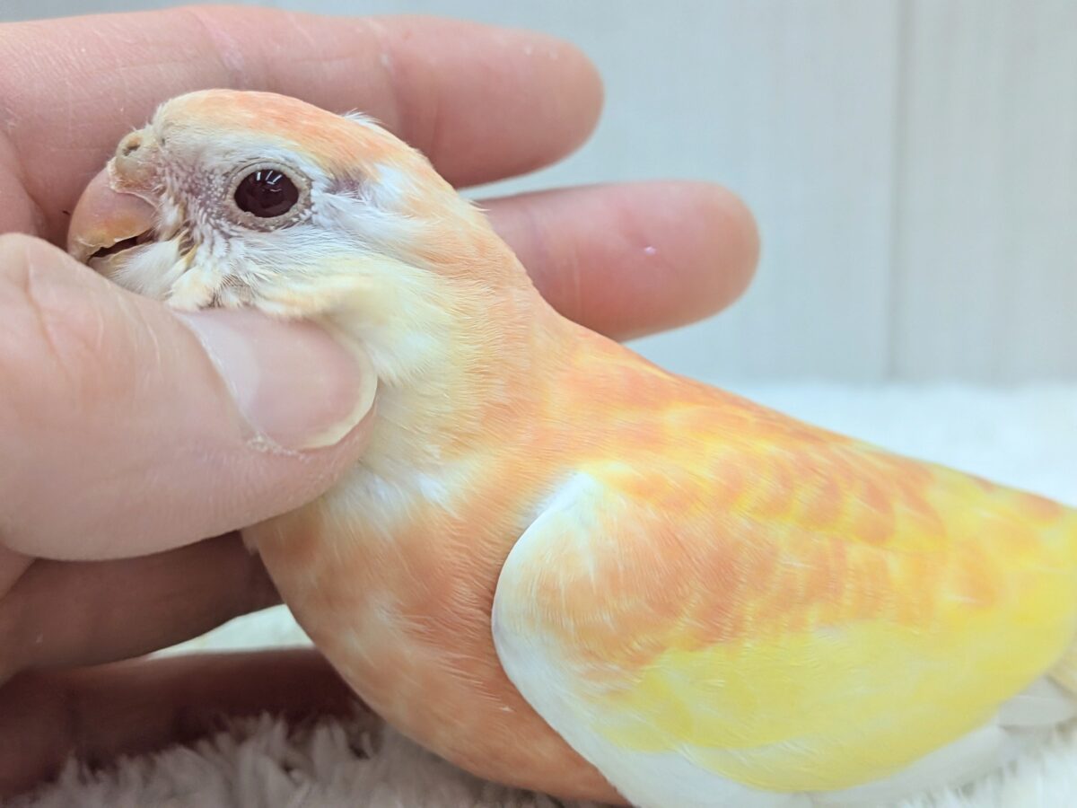 アキクサインコ（秋草インコ）