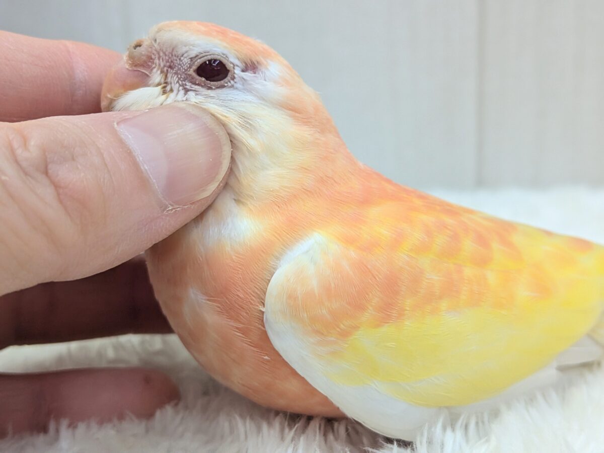 アキクサインコ（秋草インコ）