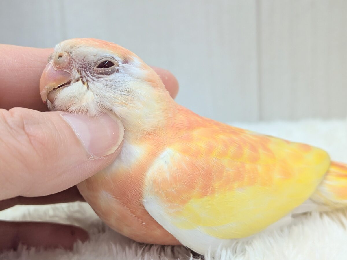 アキクサインコ（秋草インコ）