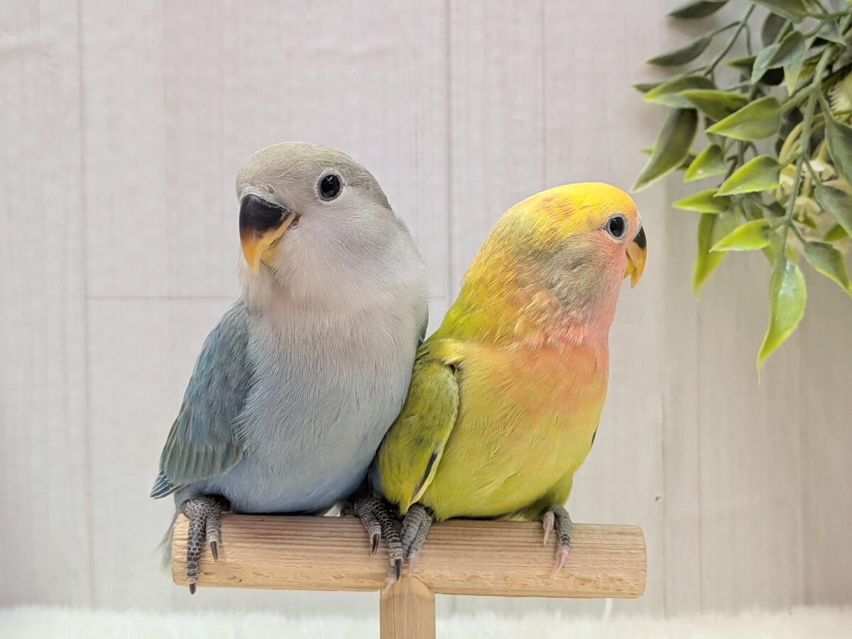 コザクラインコ（小桜インコ）