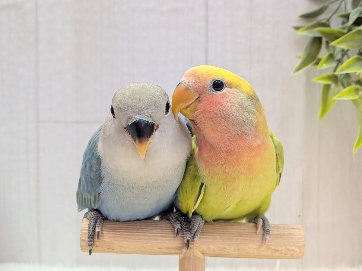 コザクラインコ（小桜インコ）