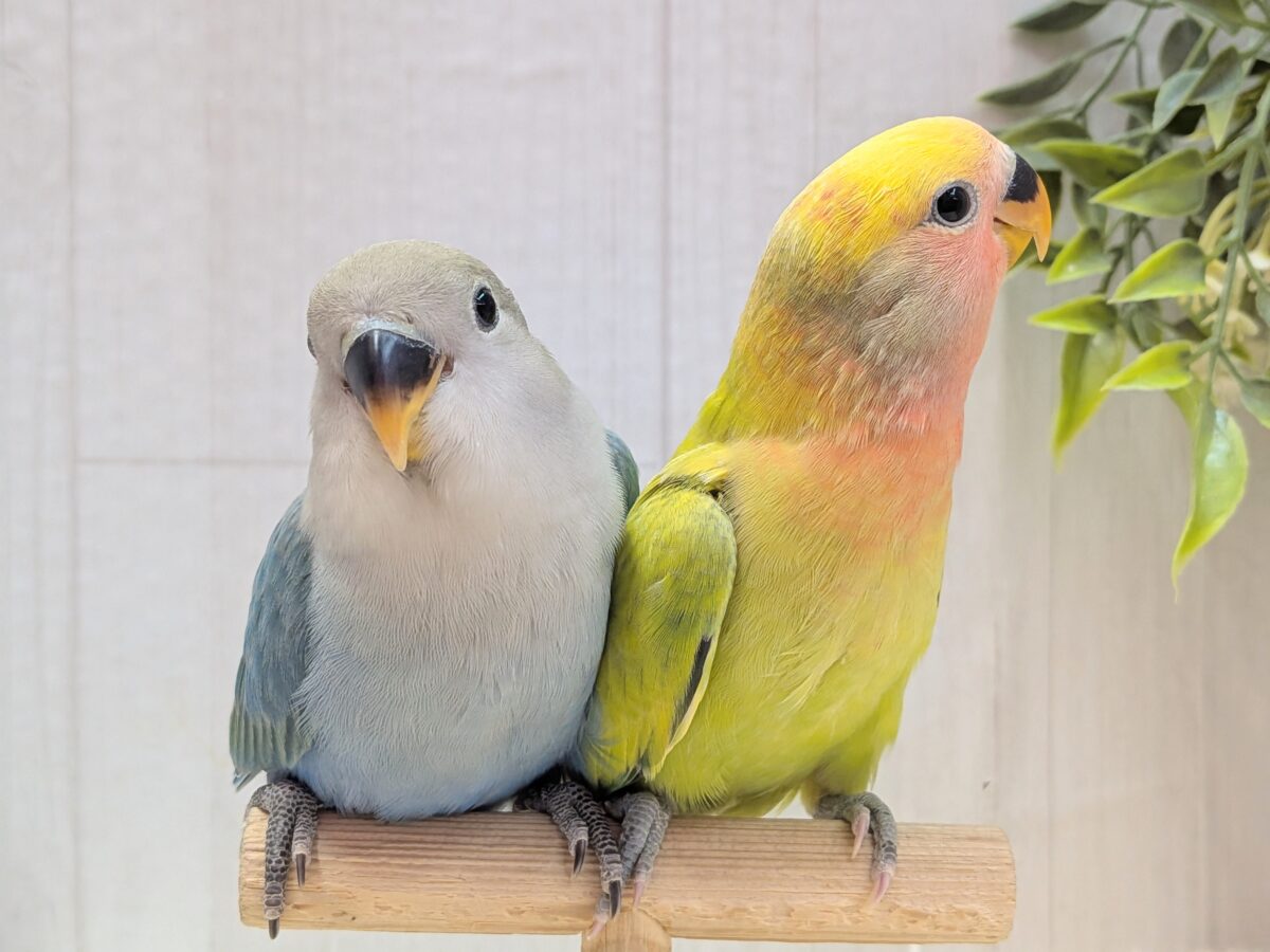 コザクラインコ（小桜インコ）