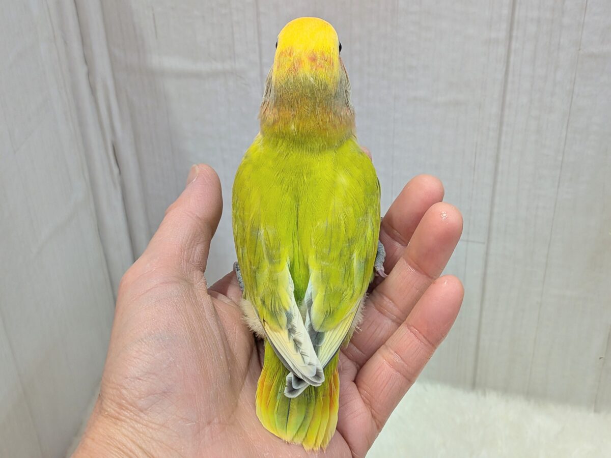 コザクラインコ（小桜インコ）