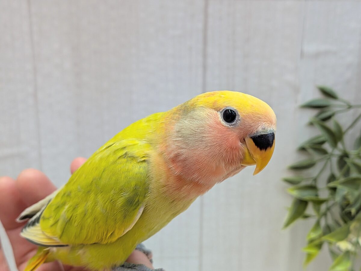 コザクラインコ（小桜インコ）