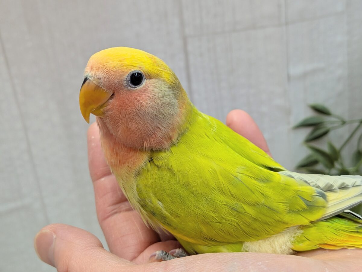 コザクラインコ（小桜インコ）
